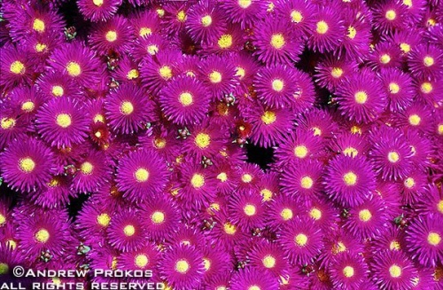 Colorful Euforbia flowers found on the Greek island of Santorini