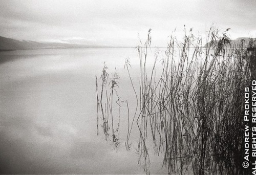 A landscape showing reeds in Lake Pamvotis, Ionnina, Epirus, Greece -