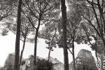Ancient ruins under tall Roman pine trees on the Palatine Hill, Rome, Italy