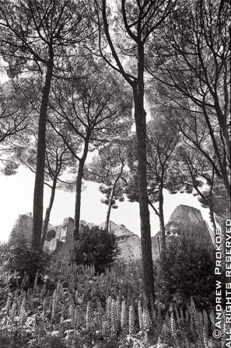 Ancient ruins under tall Roman pine trees on the Palatine Hill, Rome, Italy