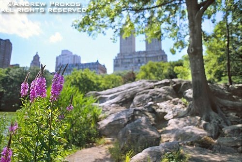 A spring landscape with wildflowers by the Lake in Central Park, New York City