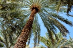 A landscape photo of the tall date palm trees found at Al Ain oasis in Abu Dhabi, United Arab Emirates. Limited edition prints of this photo are available up to 60 inches in height