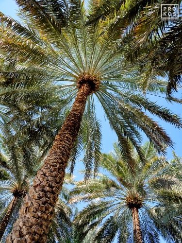 A landscape photo of the tall date palm trees found at Al Ain oasis in Abu Dhabi, United Arab Emirates. Limited edition prints of this photo are available up to 60 inches in height