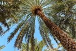 A photo of the tall date palm trees found at Al Ain oasis in Abu Dhabi, United Arab Emirates. Limited edition prints of this photo are available up to 60 inches in height