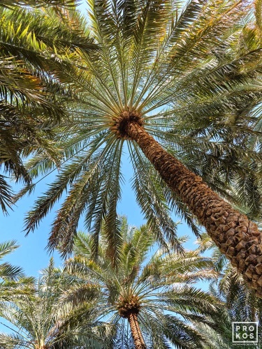 A photo of the tall date palm trees found at Al Ain oasis in Abu Dhabi, United Arab Emirates. Limited edition prints of this photo are available up to 60 inches in height
