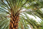 A landscape photo of a date palm from Al Ain oasis in Abu Dhabi, United Arab Emirates
