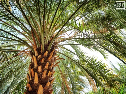 A landscape photo of a date palm from Al Ain oasis in Abu Dhabi, United Arab Emirates