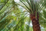 A landscape photo of the tall date palm trees found at Al Ain oasis in Abu Dhabi, United Arab Emirates. Limited edition prints of this photo are available up to 60 inches in width