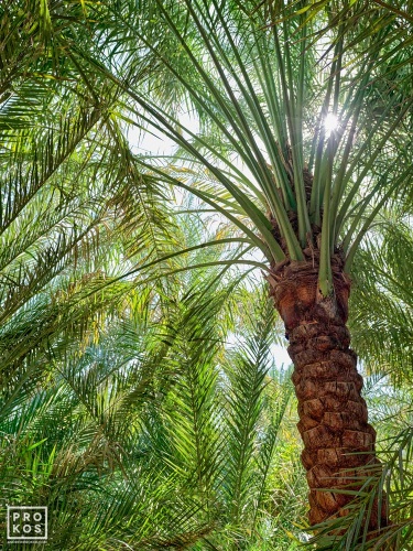 A landscape photo of the tall date palm trees found at Al Ain oasis in Abu Dhabi, United Arab Emirates. Limited edition prints of this photo are available up to 60 inches in width