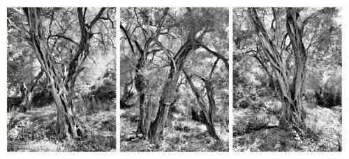 A triptych of three black and white images of ancient olive trees from the island of Corfu (Kerkyra), Greece.