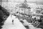 Stray dogs run down a path on Lykabettos Hill in the center of Athens, Greece