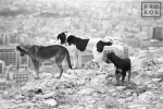 Stray dogs look over the city of Athens, Greece from Mount Lykabettus in black and white