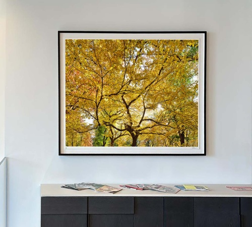 An autumn treescape showing the golden leaves and black bark of American Elm trees in New York’s Central Park. Limited edition fine art prints of this photo are available up to 80 inches