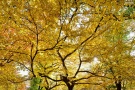Central Park, New York - A treescape showing the golden leaves and black bark of American Elm trees in New York's Central Park.