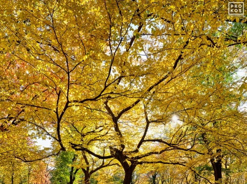 Central Park, New York - A treescape showing the golden leaves and black bark of American Elm trees in New York's Central Park.