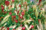 A landscape photo of the wildflowers in a green field in Campania, Italy. Fine art prints of this photo are available framed in various styles. 