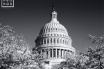 A black and white photograph of the dome of the U.S. Capitol building seen through cherry blossoms, Washington D.C. Fine art prints of this photo are available up to 50 inches in width and framed in various styles. 