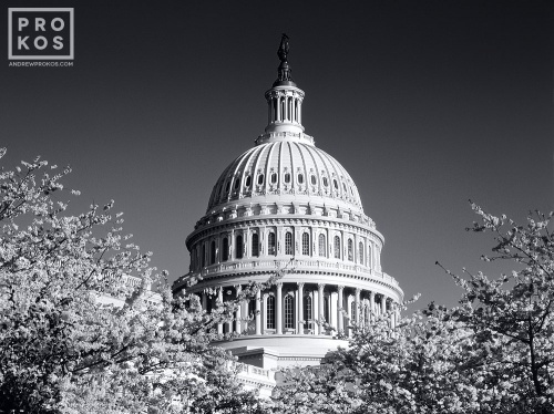 A black and white photograph of the dome of the U.S. Capitol building seen through cherry blossoms, Washington D.C. Fine art prints of this photo are available up to 50 inches in width and framed in various styles. 