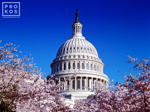 A fine art photo of the dome of the U.S. Capitol building through Spring cherry blossoms, Washington D.C.