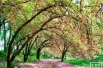 A Spring season landscape photograph of the Japanese Yoshino cherry trees along the reservoir in Central Park in full blossom, New York City. Limited edition fine art prints of this photo are available up to 50 inches in width and framed in various wood, metal and acrylic styles.