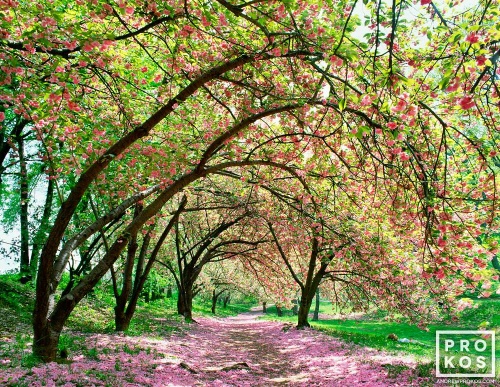 A Spring season landscape photograph of the Japanese Yoshino cherry trees along the reservoir in Central Park in full blossom, New York City. Limited edition fine art prints of this photo are available up to 50 inches in width and framed in various wood, metal and acrylic styles.