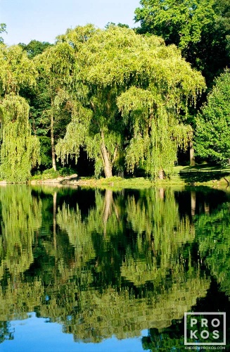 A fine art landscape photo of willow trees reflected on the Loch in New York's Central Park. Fine art prints of this photo are available framed in various wood, metal, and acrylic styles.