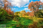 Landscape photography of The Meadow in Central Park with yellow and gold foliage as seen in autumn, New York City. Framed fine art prints of this photo are available up to 50 inches in width. 
