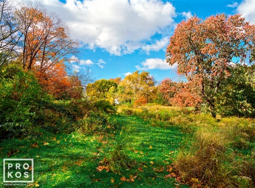 Landscape photography of The Meadow in Central Park with yellow and gold foliage as seen in autumn, New York City. Framed fine art prints of this photo are available up to 50 inches in width. 