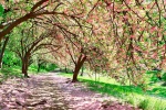 A panoramic landscape photo of the cherry blossoms at the reservoir in Central Park in spring, New York City