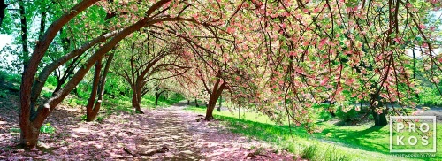 A panoramic landscape photo of the cherry blossoms at the reservoir in Central Park in spring, New York City