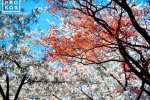 A high-definition landscape photo of spring Cherry tree blossoms bursting into color in Washington DC