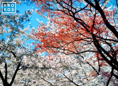 A high-definition landscape photo of spring Cherry tree blossoms bursting into color in Washington DC