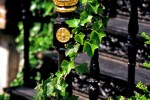 An architectural detail photo of an ivy-covered cast-iron banister from a home in Georgetown, Washington DC