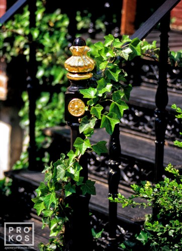 An architectural detail photo of an ivy-covered cast-iron banister from a home in Georgetown, Washington DC