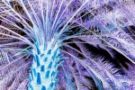 Inverted - Al Ain Palms #2
