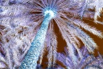An inverted landscape of palm trees at Al Ain Oasis in Abu Dhabi from Andrew's conceptual photo series Inverted UAE. Limited edition prints of this photo are available up to 72 inches in height and framed in contemporary styles. 