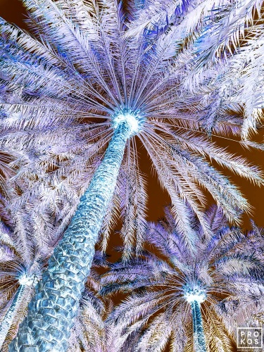 An inverted landscape of palm trees at Al Ain Oasis in Abu Dhabi from Andrew's conceptual photo series Inverted UAE. Limited edition prints of this photo are available up to 72 inches in height and framed in contemporary styles. 