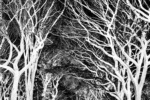 A large-format black and white photograph of Central Park from Andrew's fine art series Inverted.