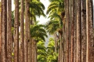 The massive imperial palm trees in Rio de Janeiro's Jardim Botanico. Os enormes palmeiras imperiais no Jardim Botânico do Rio de Janeiro.
