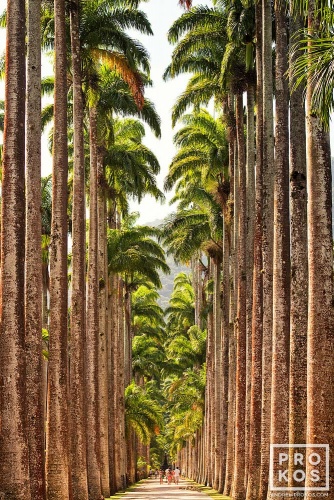 The massive imperial palm trees in Rio de Janeiro's Jardim Botanico. Os enormes palmeiras imperiais no Jardim Botânico do Rio de Janeiro.