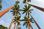 A fine art landscape photograph of the imperial palms in the Jardim Botanico of Rio de Janeiro.
