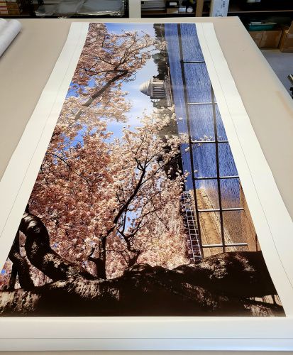 An 85 inch panoramic fine art print of Jefferson Memorial and Spring Cherry Blossoms, Washington DC by photographer Andrew Prokos
