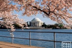 A view of the Jefferson Memorial across the Tidal Basin framed by Spring cherry tree blossoms, Washington DC