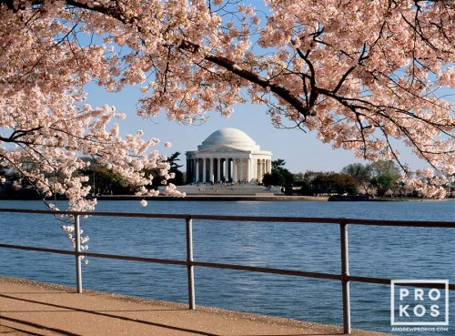 A view of the Jefferson Memorial across the Tidal Basin framed by Spring cherry tree blossoms, Washington DC