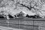 A black and white landscape photo of the Jefferson Memorial framed by Spring cherry tree blossoms, Washington DC