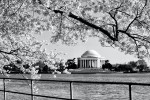 A black and white panoramic photo of the Jefferson Memorial framed by Spring cherry blossoms, Washington DC