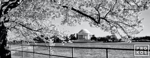 A black and white panoramic photo of the Jefferson Memorial framed by Spring cherry blossoms, Washington DC