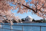 A large-format panoramic landscape of the Jefferson Memorial across the Tidal Basin framed by Spring cherry tree blossoms, Washington DC