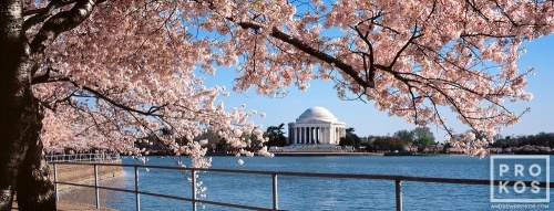 A large-format panoramic landscape of the Jefferson Memorial across the Tidal Basin framed by Spring cherry tree blossoms, Washington DC