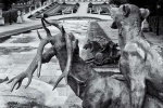 Statue of a lion with a stag in the gardens at La Granja de San Ildefonso, Spain in black and white. Framed fine art prints of this photo are available in various sizes. 